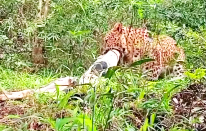 Dog mauled by a leopard at Kamtaga