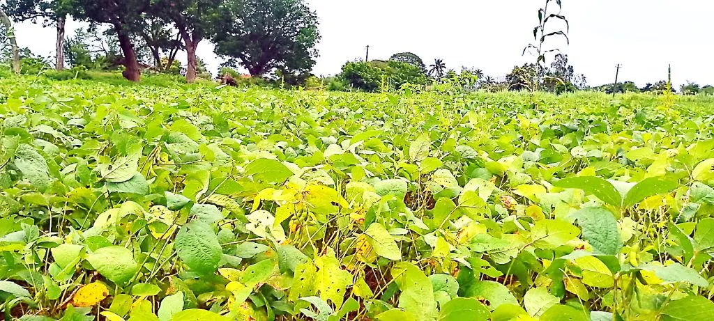 Caterpillar infestation on soybeans in Bhutramhatti area