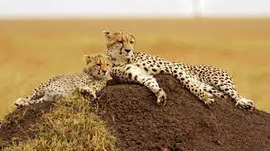 More African cheetahs coming to India