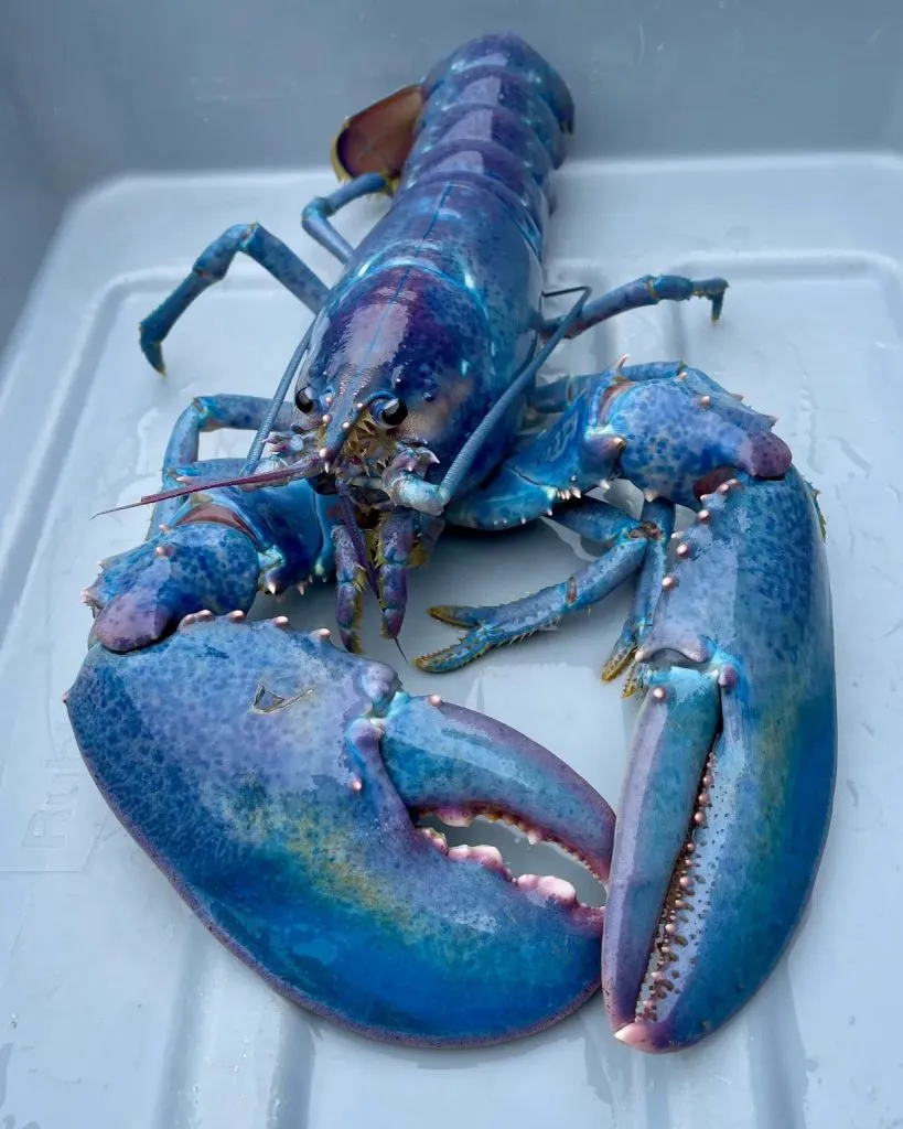 Rare Cotton Candy Lobster