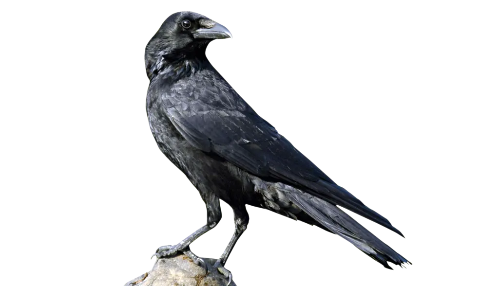 Amazing intelligence of crows