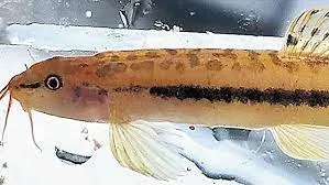 new species of fish found in Meghalaya