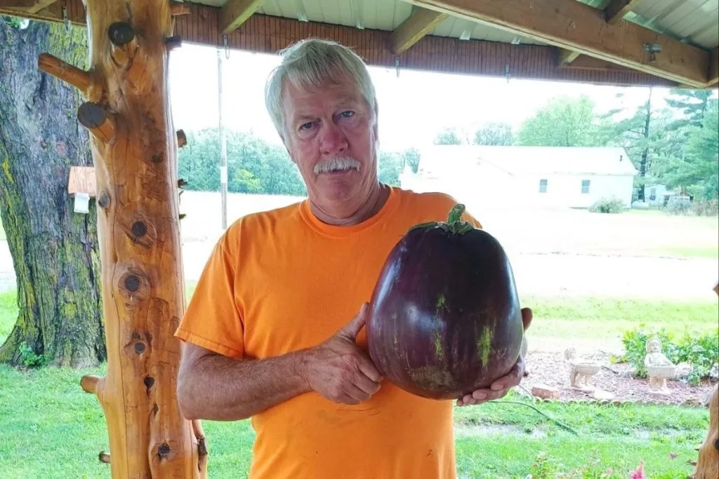 The world's largest eggplant