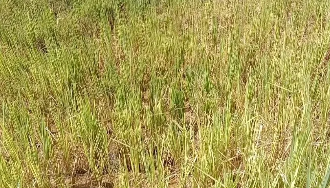 Pest infestation on rice crop in Gunji area