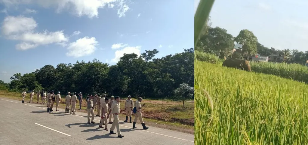 An elephant roars in Rumewadi during the day