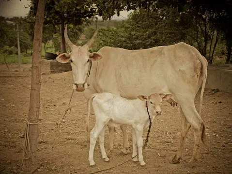 ‘मादी वासराची हमी’ यशस्वी 'Female Calf Guarantee' successful