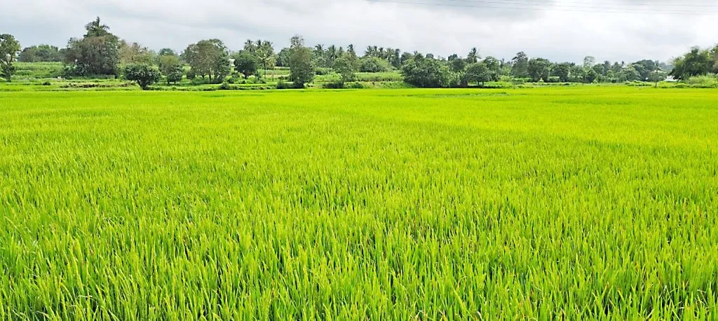 तालुक्याच्या पश्चिम भागात भात पोसवणीला सुरुवात Paddy sowing has started in the western part of the taluka