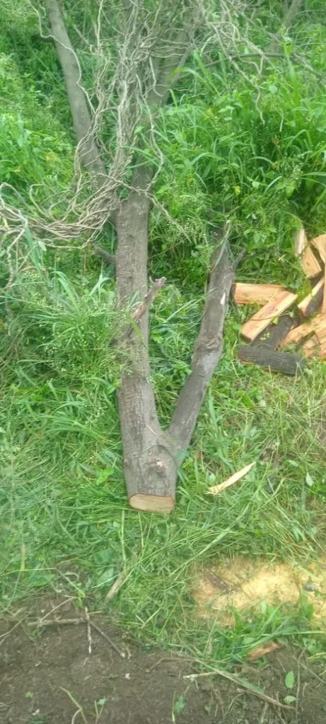 Theft of sandalwood trees from fields in Byakud