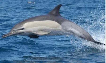 Humpback Dolphin