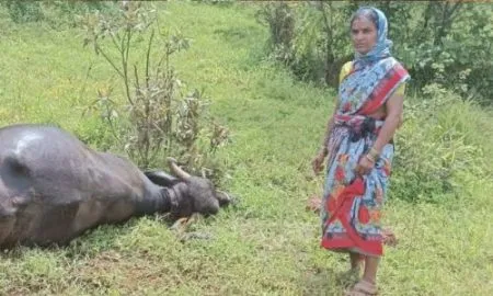 Vavadare Electric shock to the grazing buffalo