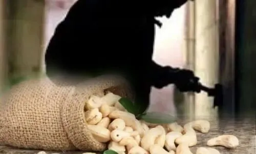 वडोली निळेश्वर येथून ५० हजाराचे काजू लंपास! cashew nuts from Vadoli Nileshwar