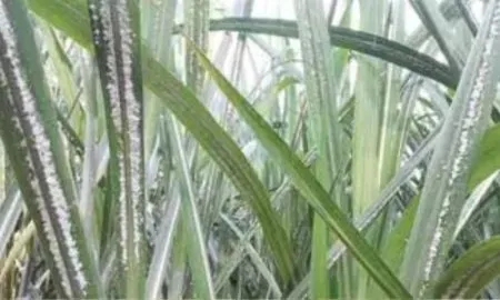 पन्हाळा तालुक्यात अतिवृष्टी व महापूरानंतर आता ऊसावर लोकरी माव्याचा धोका Lokari Mava