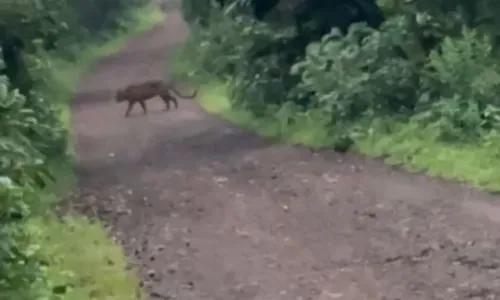 पन्हाळा रेडेघाट रस्त्यावर बिबट्याचे दर्शन! नागरिकांच्या भीतीचे वातावरण