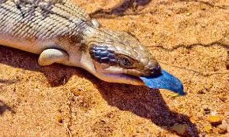 A lizard recognized by its blue tongue