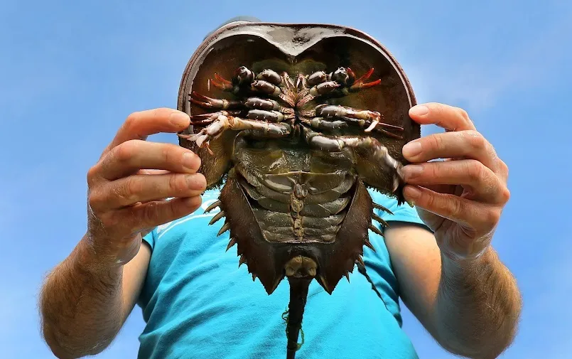 What is the value of blood?