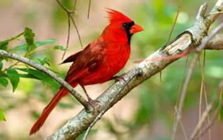 Birds that can make many kinds of sounds