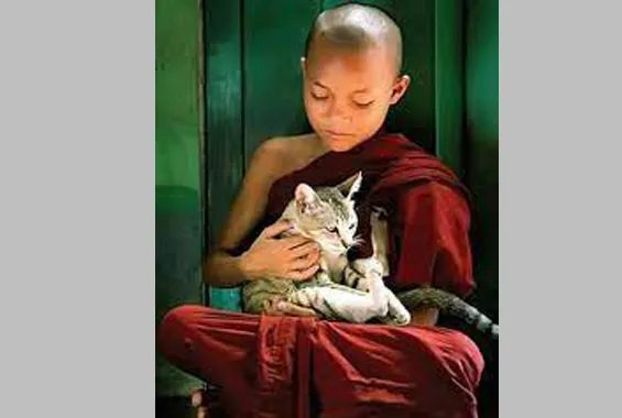 भिक्षू मांजर, ध्यानाद्वारे ज्ञानग्रहण Monk Cat, Enlightenment Through Meditation