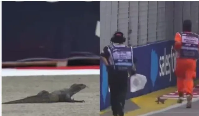 A lizard's hindrance to practice