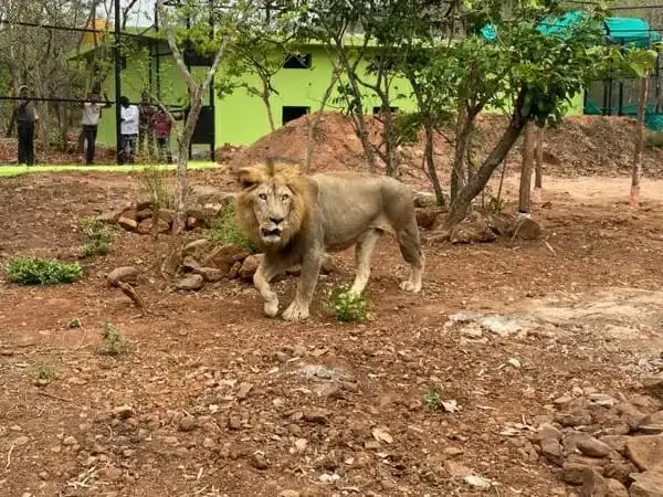 Rumors of the disappearance of the lion caused confusion to the Forest Department