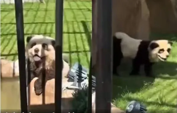 'Made in China' Panda