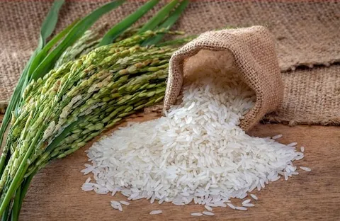 Ban on export of non-basmati rice lifted