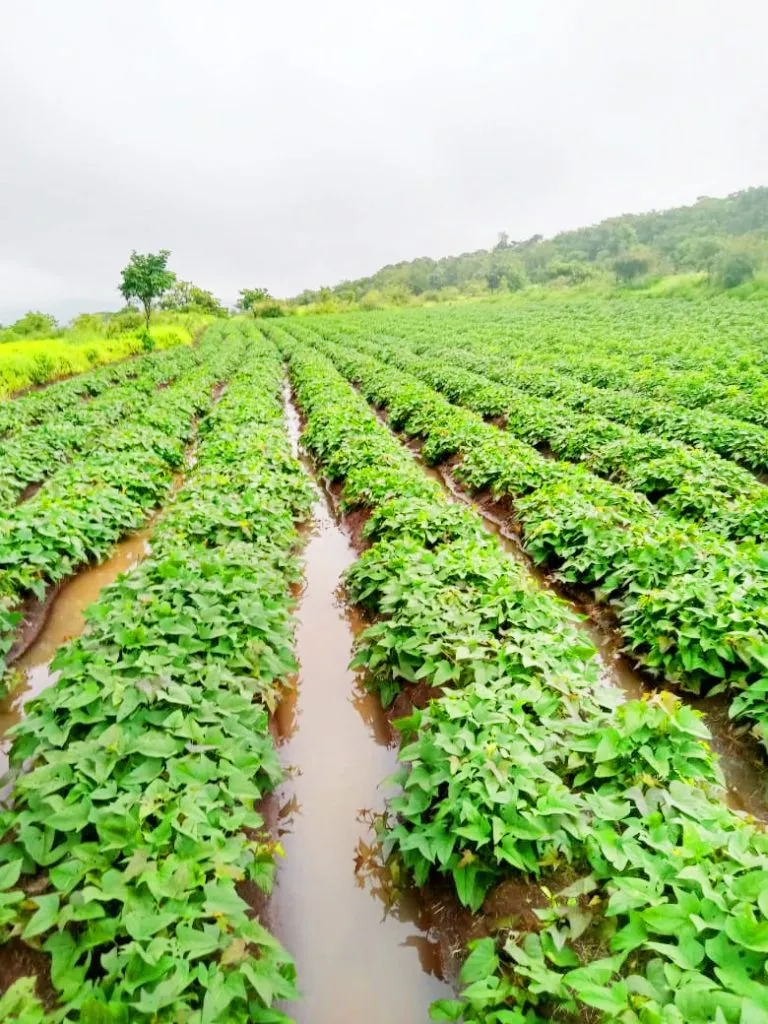Harvesting was disrupted due to infiltration of rainwater into the yam-potato crop