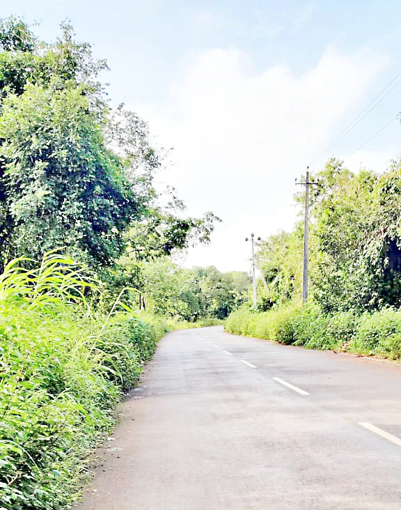 उचगाव-कोवाड रस्त्याच्या दुतर्फा झुडपांचा विळखा Bushes on both sides of Uchgaon-Kovad road