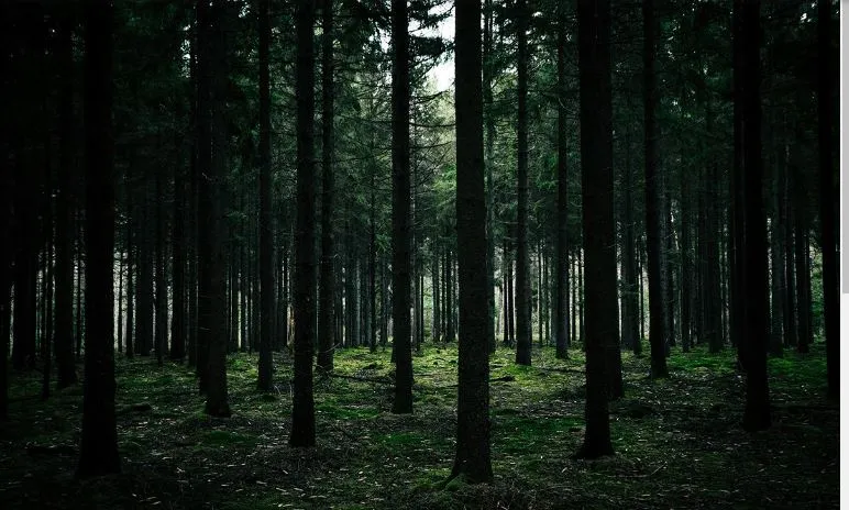 केकला मिळाले ‘या’ जंगलाचे नाव The cake got the name of 'Ya' forest