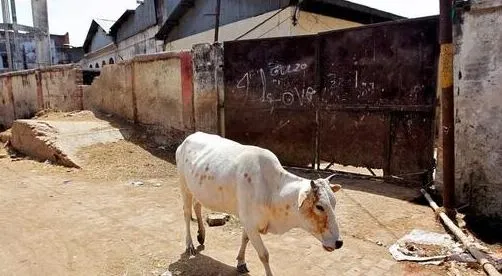 Illegal slaughterhouse in Khareband will be investigated