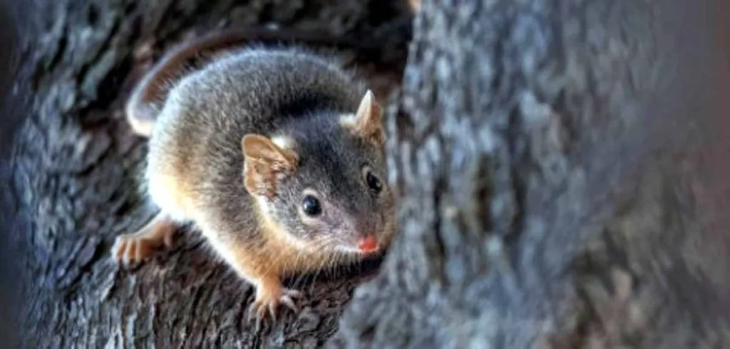 The female rat eats the dead body of the male