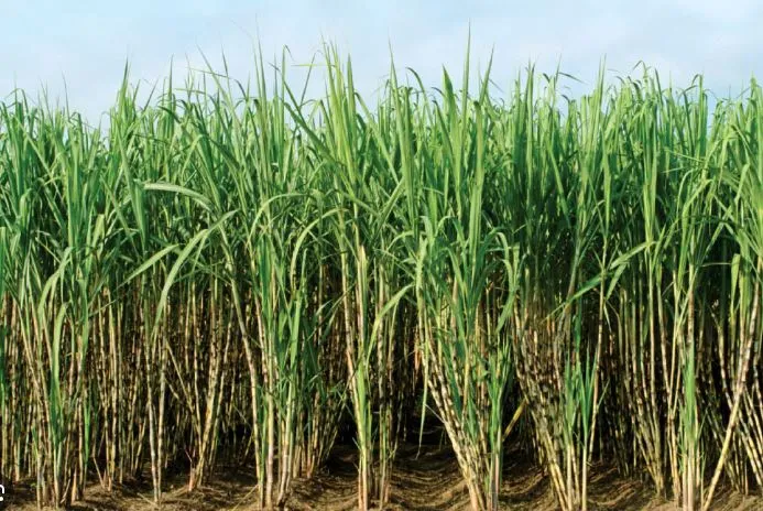 Environmentally friendly sugarcane crop