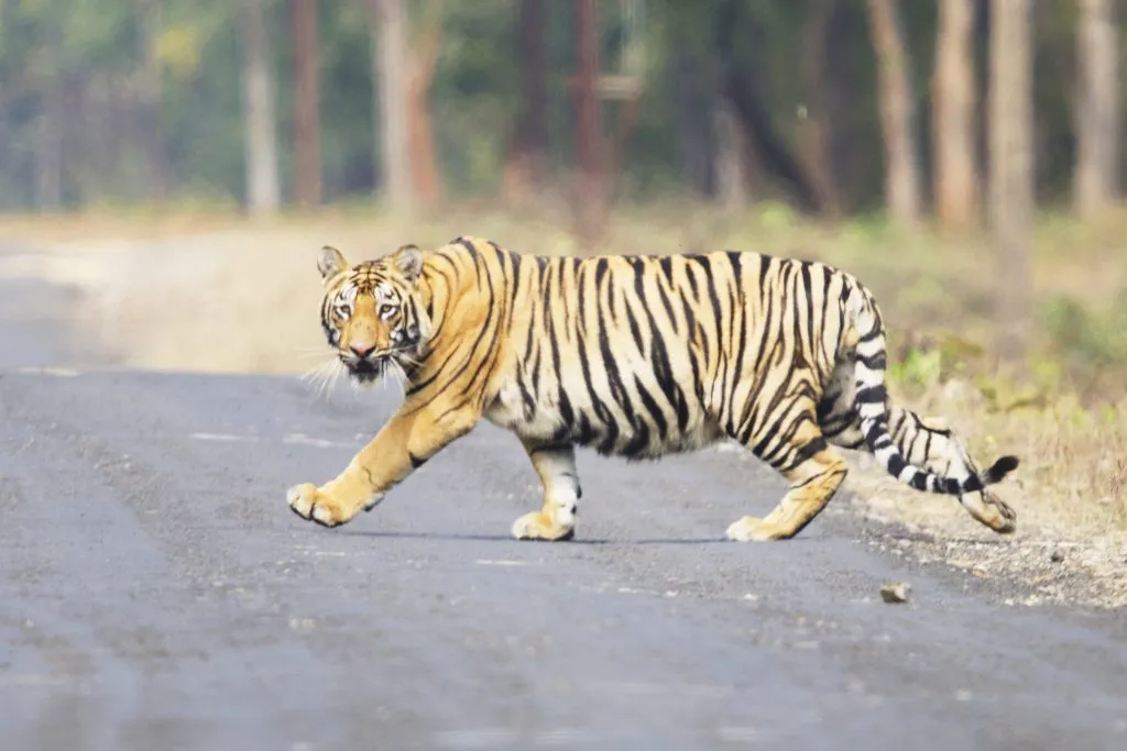 Movement of a tiger-like animal in Baknoor area
