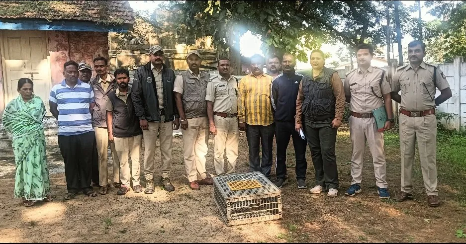 Two detained in the case of smuggling of cats