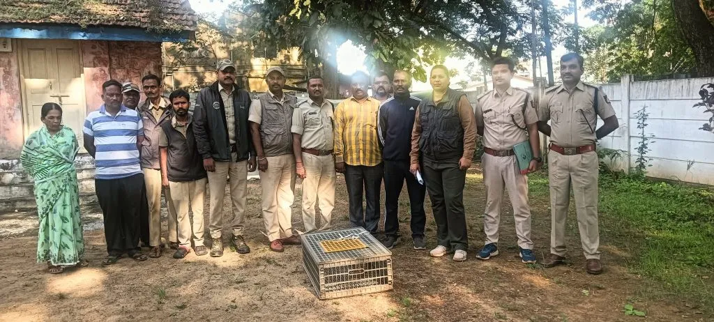 Cat smuggling in Khanapur taluka