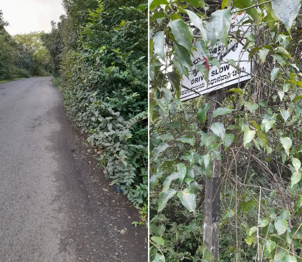 Bushes on Kankumbi-Chorla road pose a danger to vehicles