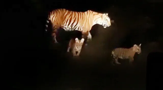 म्हादई अभयारण्यात वाघ नाहीच There is no tiger in Mhadai sanctuary
