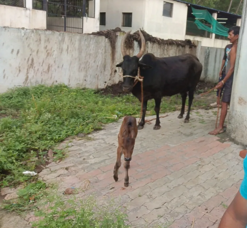 मोकाट गायीने दिला वासराला जन्म A free cow gave birth to a calf