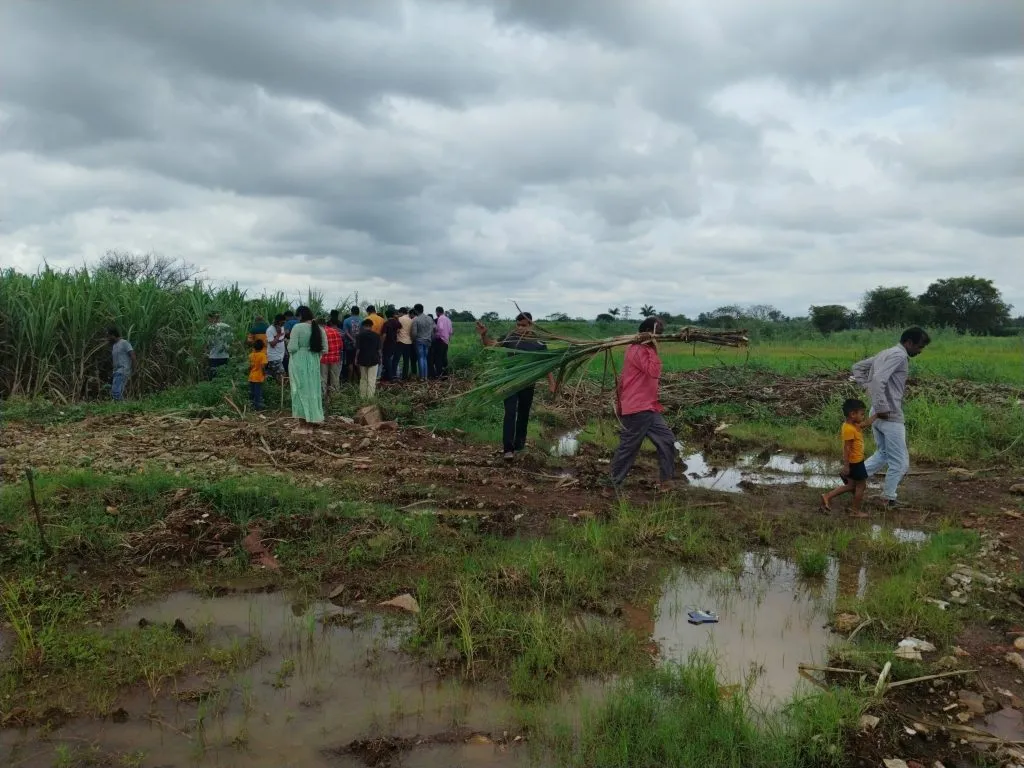 Shortage of sugarcane during Dussehra Puja