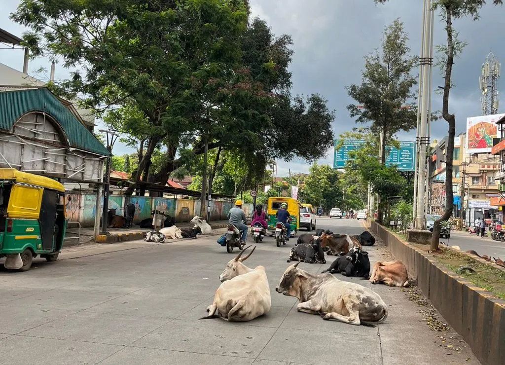 Inconvenience to motorists due to loose animals