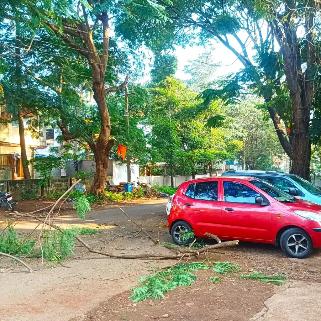 भाग्यनगर येथे कोसळलेल्या फांद्यांकडे दुर्लक्ष Ignoring fallen branches at Bhagyanagar