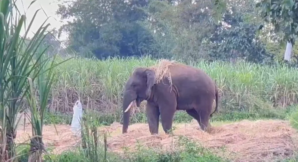 Elephant poo in Chapgaon-Vaddebail area