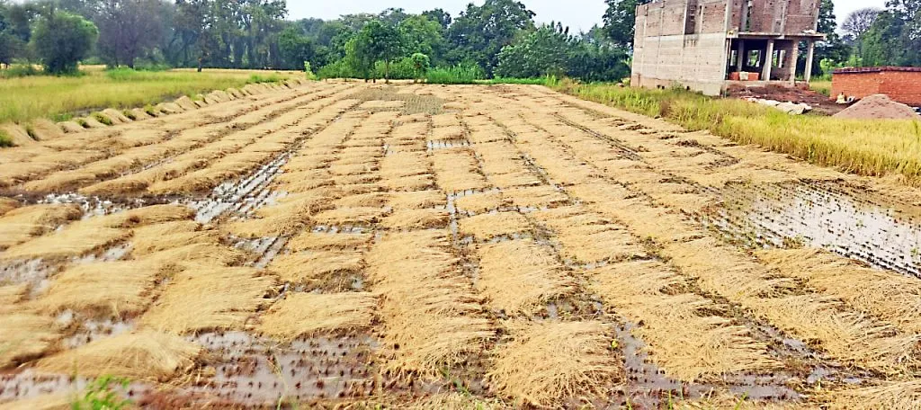 Damage to paddy crop due to rain in eastern region on Wednesday afternoon