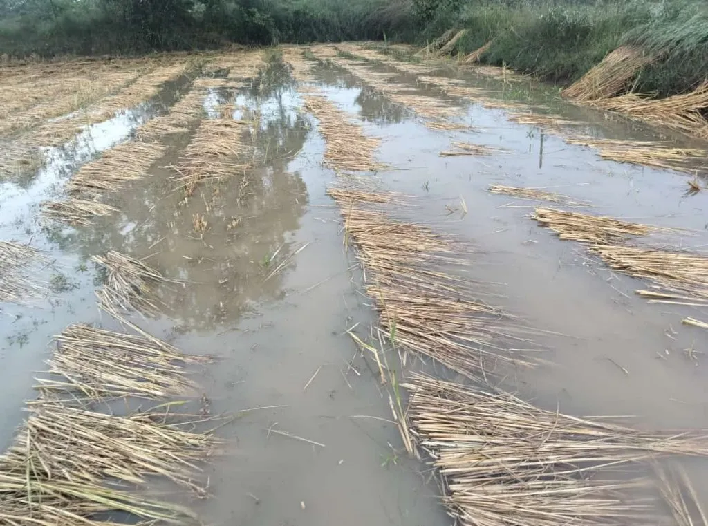 Khanapur city along with taluk was lashed by rain