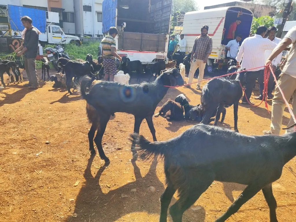 दसऱ्याच्या पार्श्वभूमीवर बकरी बाजाराला बहर Goat market flourishes on the occasion of Dussehra