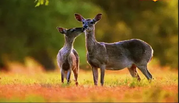 हरिणाच्या ‘नाभी’तील संपत्ती The wealth in the 'navel' of the deer