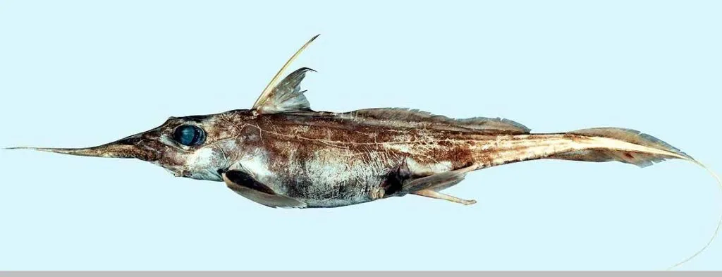 A new species of 'ghost shark' was found in New Zealand