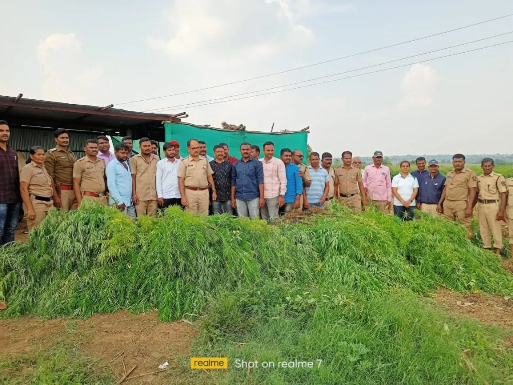 जत तालुक्यात 46 लाखाचा गांजा जप्त! बिळूर, डोर्ली गावात पोलिसांचा छापा