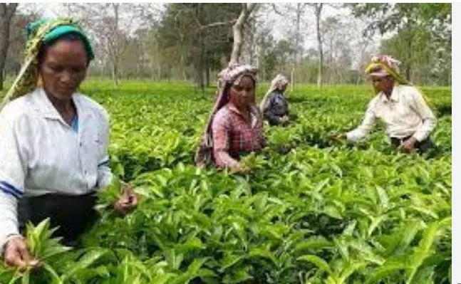 Iran-Israel Conflict: Concern for Indian Tea Industry