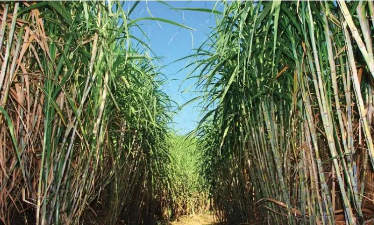 Ecological assessment of salinization in sugarcane crop belt