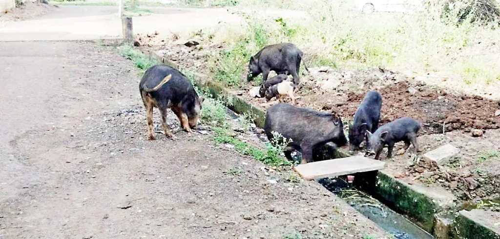 होनगा येथील पाळलेल्या डुकरांच्या मुक्त संचारामुळे उपद्रव वाढला The free movement of domesticated pigs at Honga increased the nuisance